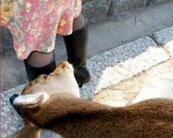 horny goat herbal tea